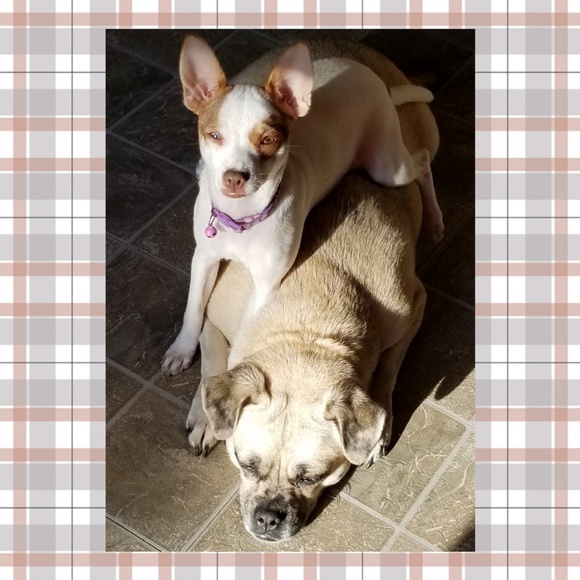 Meet your Posher, Bridget - Picture 2 of 2